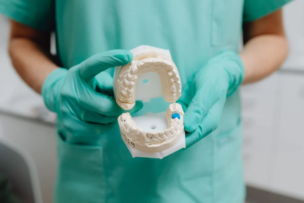 Dentist holding a detailed dental model, showcasing dental anatomy and care.
