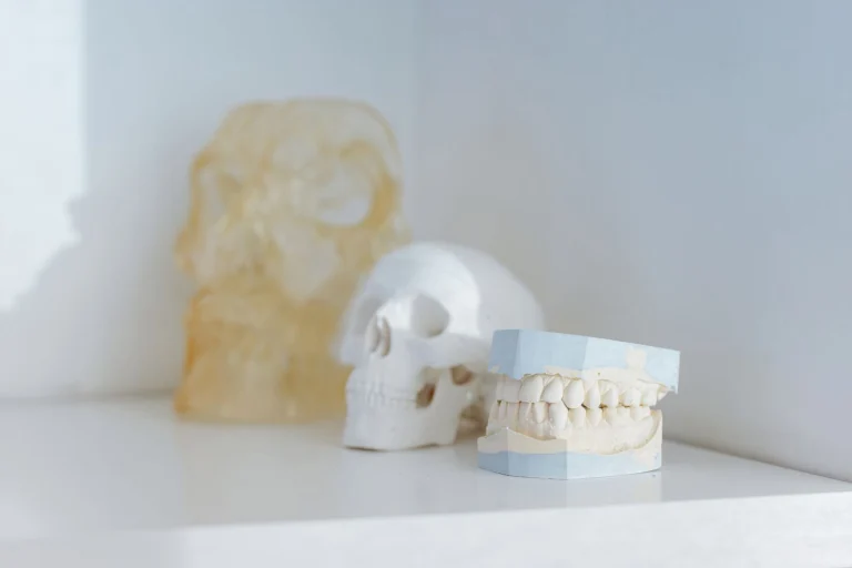 A minimalist display of dental and skull models, ideal for medical or educational themes.